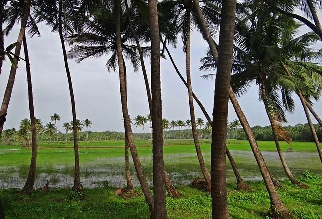 Coconut groves Koh Phangan